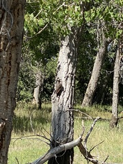 Colaptes auratus cafer