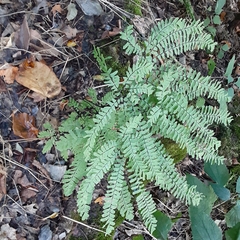 Adiantum pedatum
