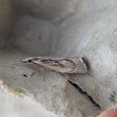 Agriphila tersellus