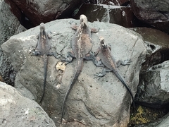 Amblyrhynchus cristatus