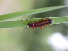Rhagonycha fulva