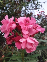 Nerium oleander