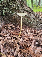 Amanita lavendula