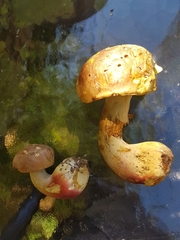 Butyriboletus brunneus