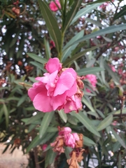 Nerium oleander