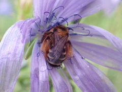 Dasypoda