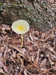 Amanita lavendula