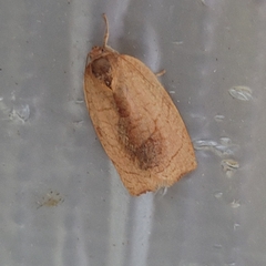 Cacoecimorpha pronubana