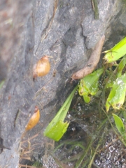 Deroceras reticulatum