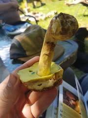 Butyriboletus brunneus