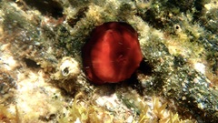 Actinia mediterranea