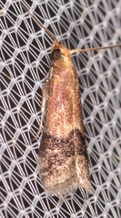 Eulogia ochrifrontella