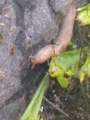 Deroceras reticulatum