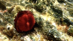 Actinia mediterranea