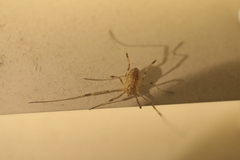 Paroligolophus agrestis