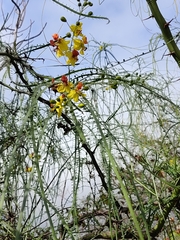 Parkinsonia aculeata