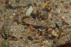Pomatoschistus pictus