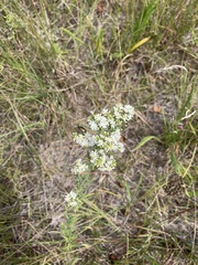 Symphyotrichum ericoides