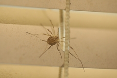 Paroligolophus agrestis