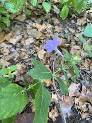 Ruellia humilis