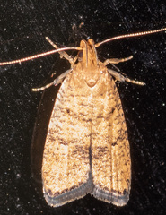 Psilocorsis quercicella