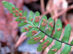 Asplenium platyneuron