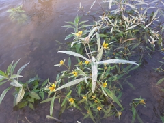 Bidens hyperborea