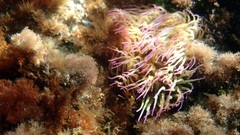 Anemonia viridis