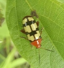 Disonycha angulata