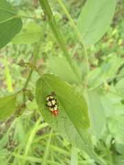 Disonycha angulata