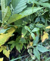 Cryptotaenia canadensis