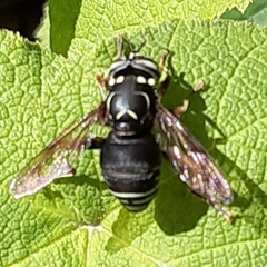 Spilomyia fusca