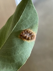 Gymnosporangium sabinae