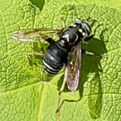Spilomyia fusca