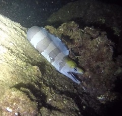 Gymnothorax rueppelliae