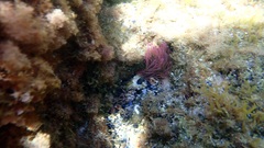Anemonia viridis