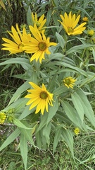 Helianthus grosseserratus