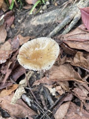 Russula compacta