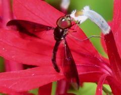 Ocyptamus fuscipennis
