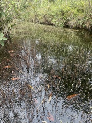 Utricularia neottioides
