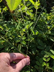 Digitaria bicornis