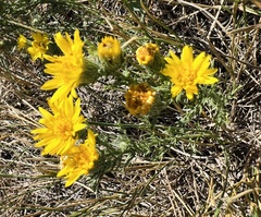 Xanthisma spinulosum pinnatifida