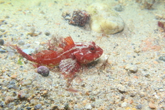 Taurulus bubalis