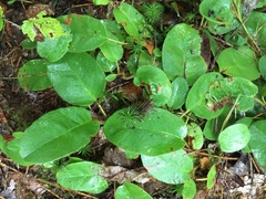 Epigaea repens