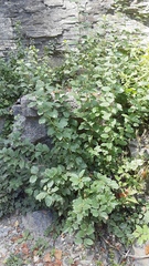 Rhamnus
