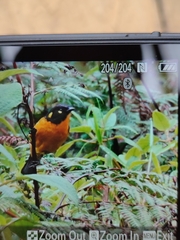 Anisognathus lacrymosus