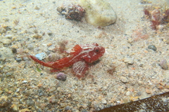 Taurulus bubalis