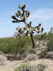 Yucca brevifolia