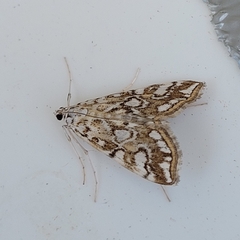 Elophila nymphaeata