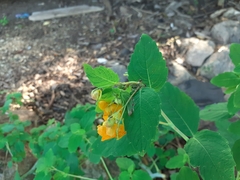 Uroleucon impatiensicolens